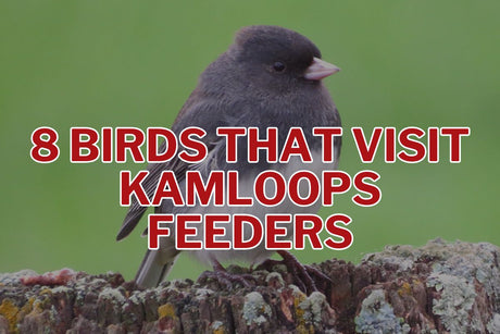 8 Birds That Visit Kamloops Feeders & What to Feed Them
