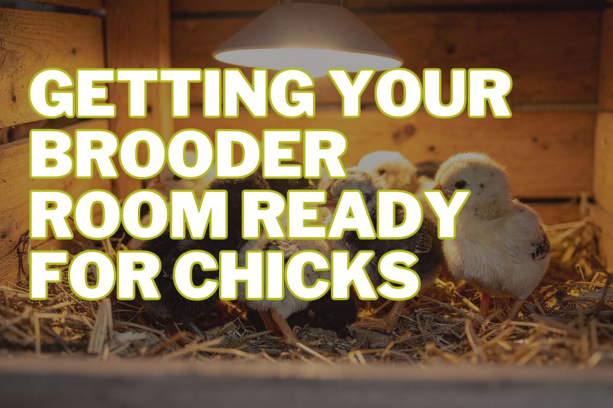 Getting Your Brooder Room Ready for Chicks