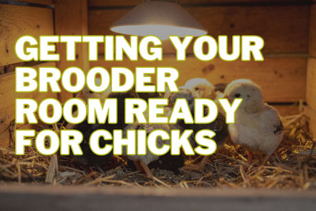 Getting Your Brooder Room Ready for Chicks