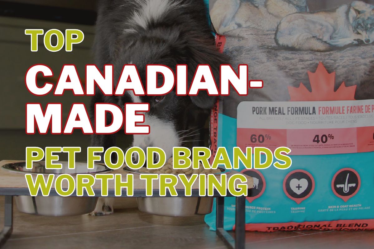 Top Canadian-Made Pet Food Brands Worth Trying