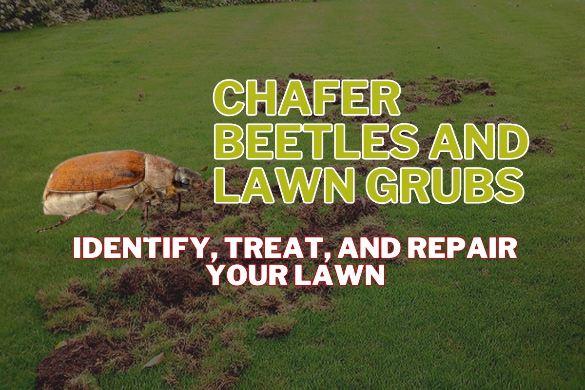 Chafer Beetles and Lawn Grubs in BC: How to Identify, Treat, and Repair Your Lawn