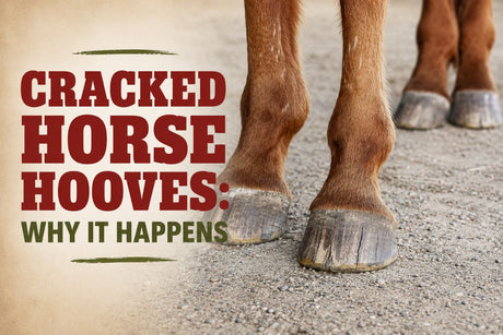 Cracked Horse Hooves: Why It Happens and What to Do About It