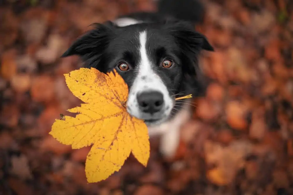 Fall Preparation: Pet Edition