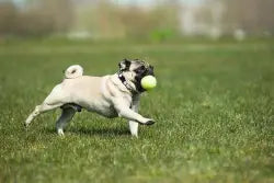 Best Dog Parks in Kamloops