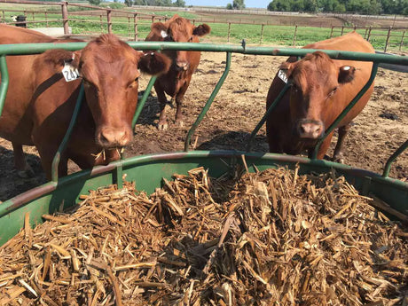 Fall Feeding Tips for Your Livestock: Preparing for Cooler Weather