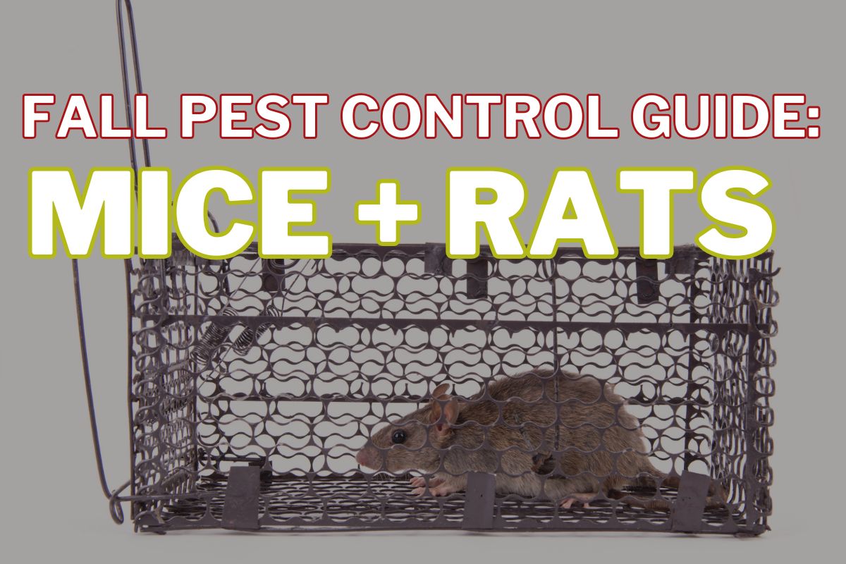 Fall Pest Control Guide: Mice and Rats