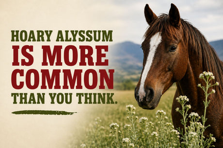 Hoary Alyssum: The Common BC Weed That Can Harm Your Horses