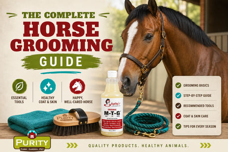 The Complete Horse Grooming Guide for BC Horse Owners