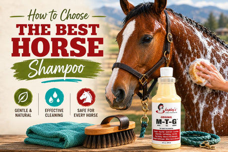How to Choose the Best Horse Shampoo