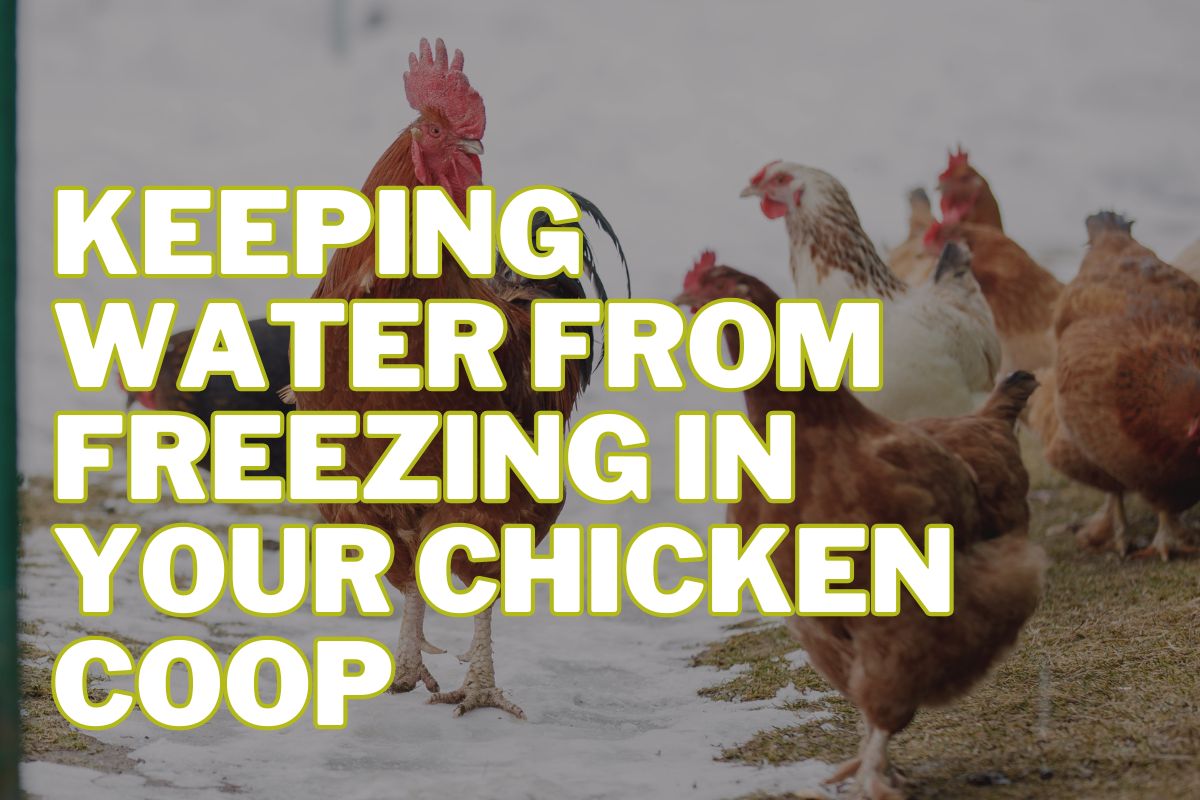 Keeping Water from Freezing in Your Chicken Coop