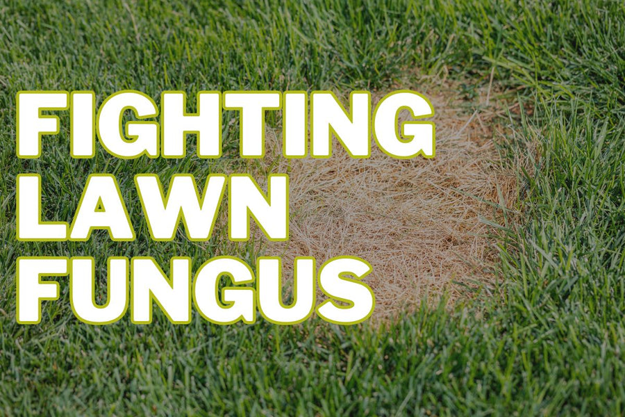 Lawn Fungus in BC: Common Signs and How to Treat It – Purity Feed