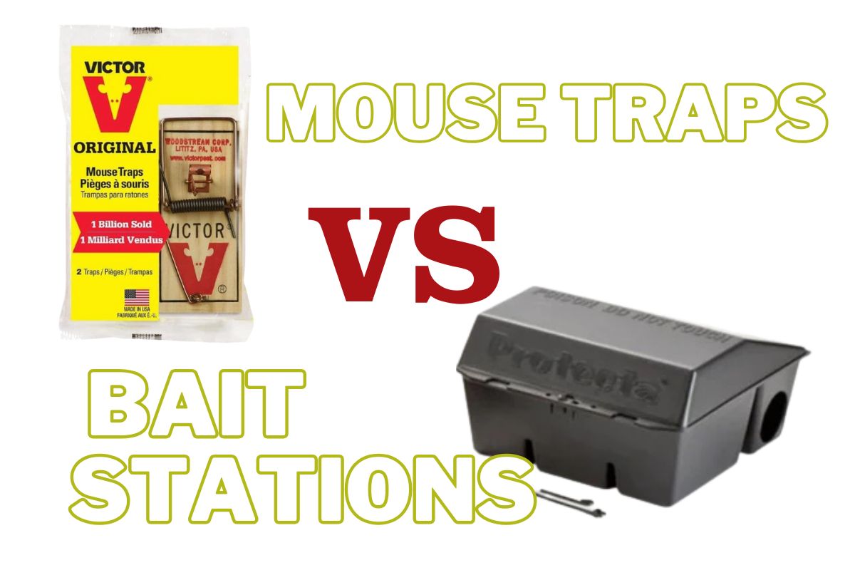 Mouse Traps vs Bait Stations: Which Should You Use?
