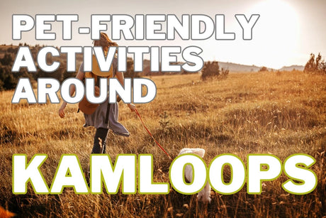 Pet-Friendly Activities Around Kamloops