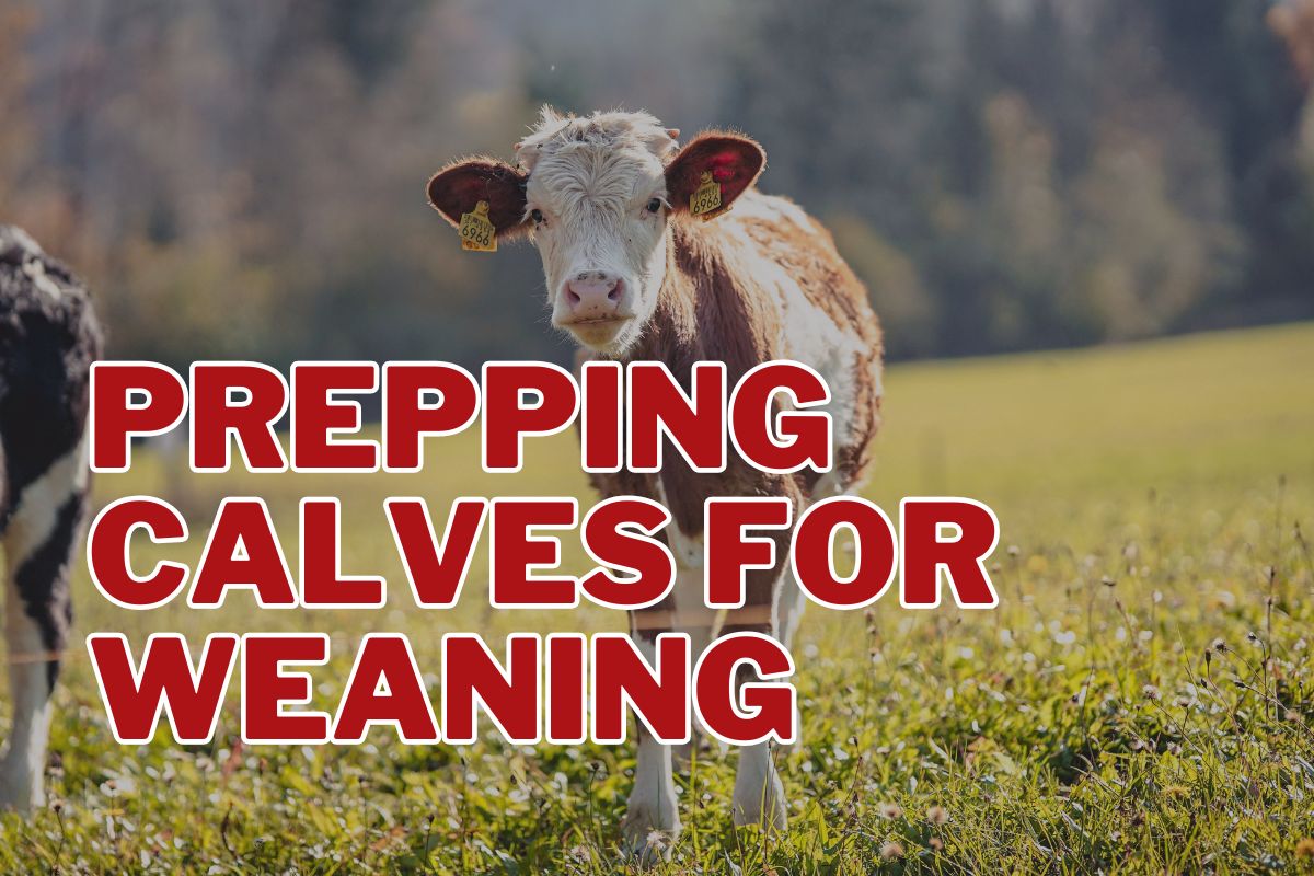 Prepping Calves for Weaning: Tagging, Marking, and Sorting Made Easy