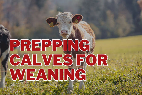 Prepping Calves for Weaning: Tagging, Marking, and Sorting Made Easy