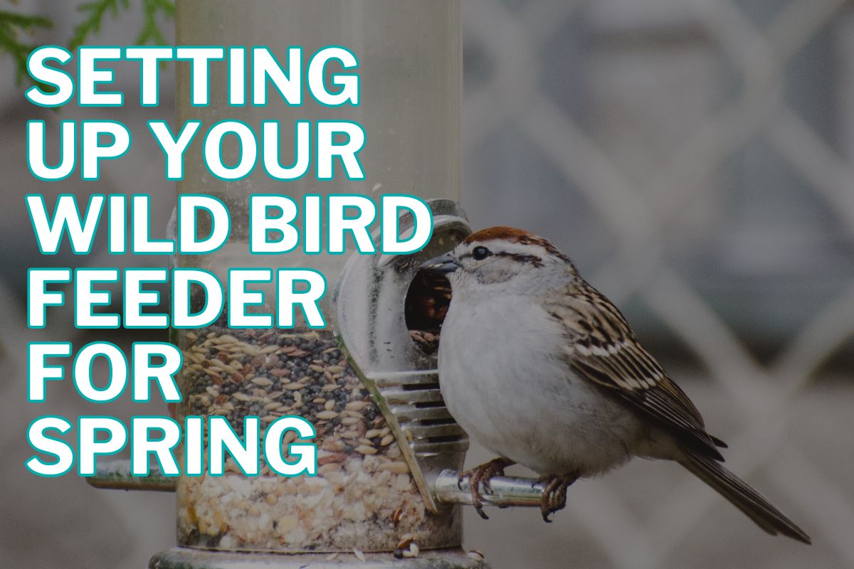 Setting Up Your Wild Bird Feeder for Spring in Kamloops