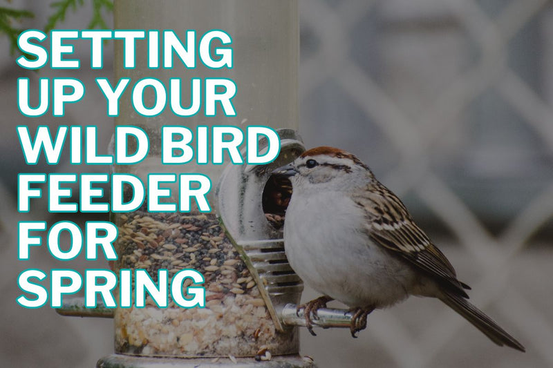 Setting Up Your Wild Bird Feeder for Spring in Kamloops