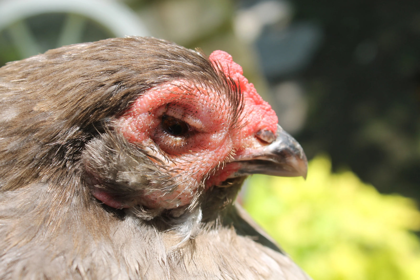 How to Take Care of a Sick or Injured Chicken