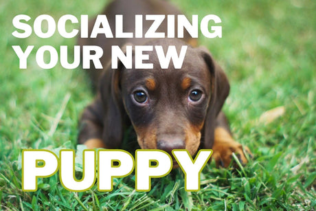 Socializing Your New Puppy: Advice From Leading Experts