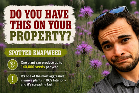 Spotted Knapweed in BC: How to Identify It and What to Do If You Find It