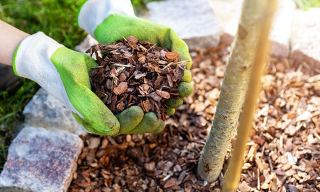 6 Steps to Winterizing your Garden