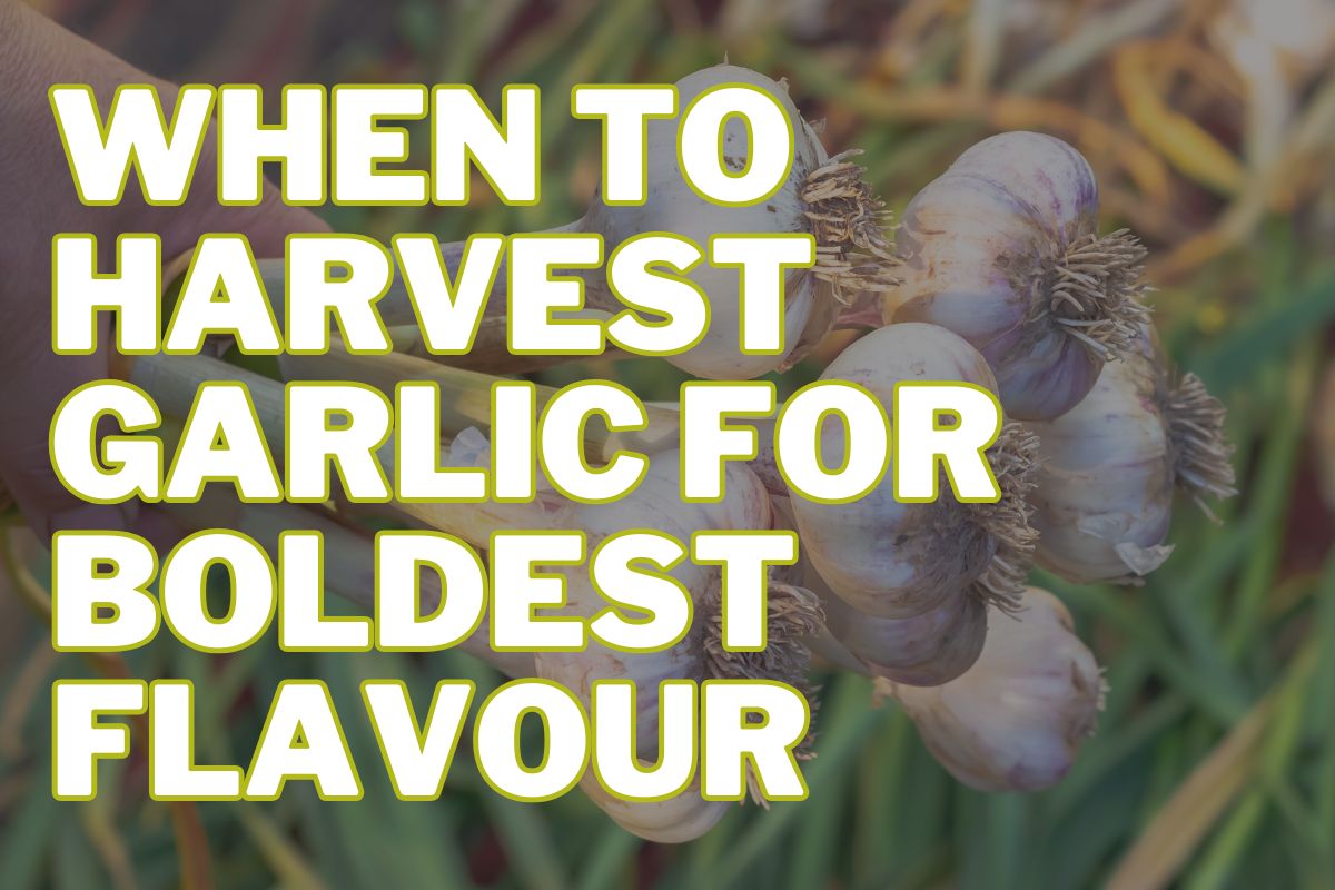 When to Harvest Garlic for Boldest Flavour