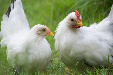 two chickens on green grass