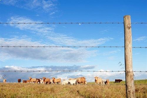 a barbed wire fence contains a herd of cattle