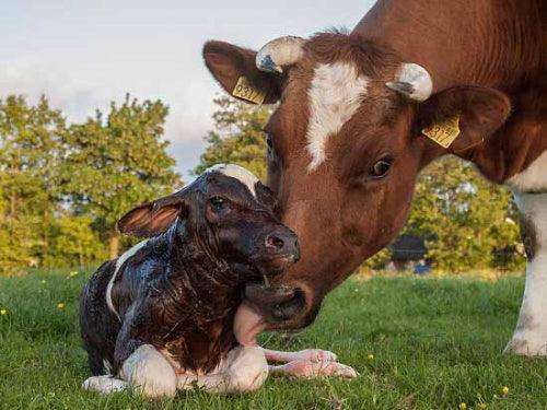 a cow cleans her newborn calf with her tongue