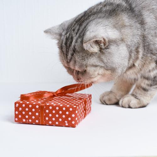 a Scottish Straight Cat uses its mouth to pull the ribbon off a small present 