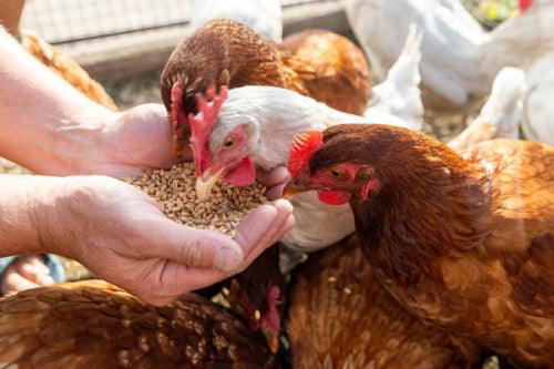 three hens peck at poultry seed in the hands of a farmer