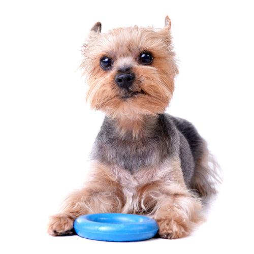 a Yorkshire puppy with a blue toy ring