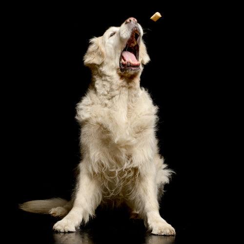 a golden retriever holds its mouth open while a treat flies through the air