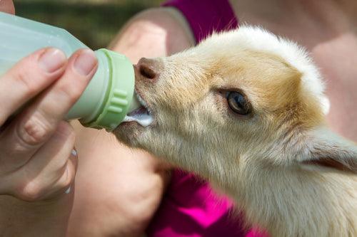 a baby goat drinks milk from a bottle