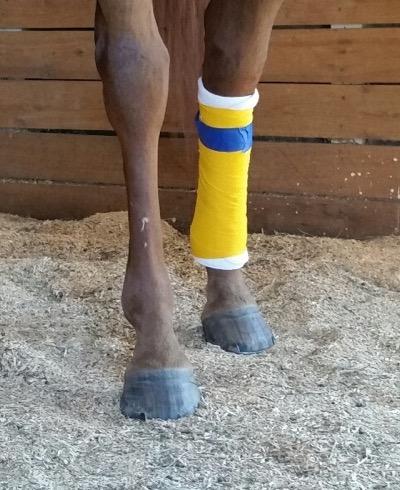 yellow bandage wrapped around a horse's leg