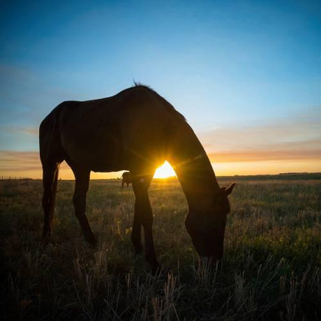 a horse eats grass as the sun sets behind it