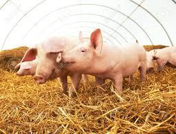 a group of pink pigs playfully walk on straw bedding