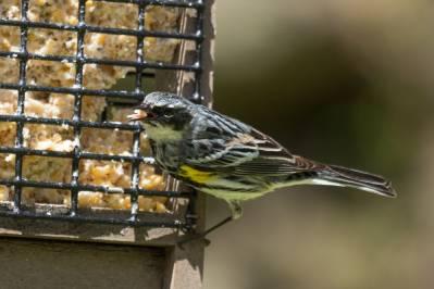 a small, yellow-breasted bird eating from a bird feeder