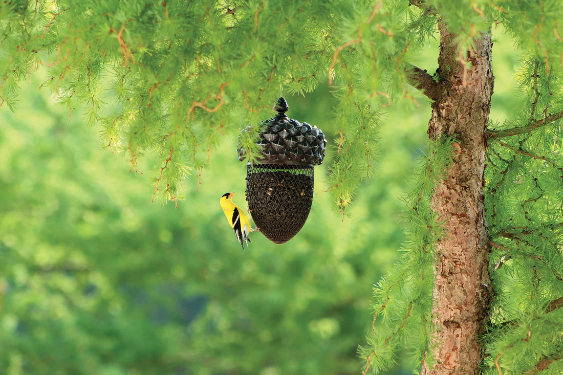 Wild Bird Feeder | Acorn Shape | 2 Pound Capacity | Pinebush 10072