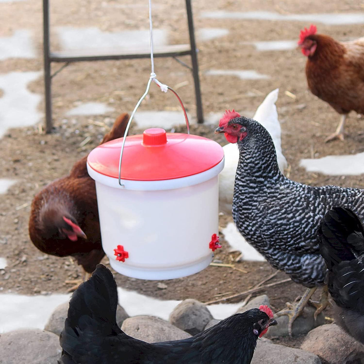 Heated Chicken Waterer | 2 Gallon | Farm Innovators HB 60 P