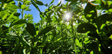 DLF Instinct Alfalfa Seed 55lbs - Multi-Cut Variety for Premium Forage