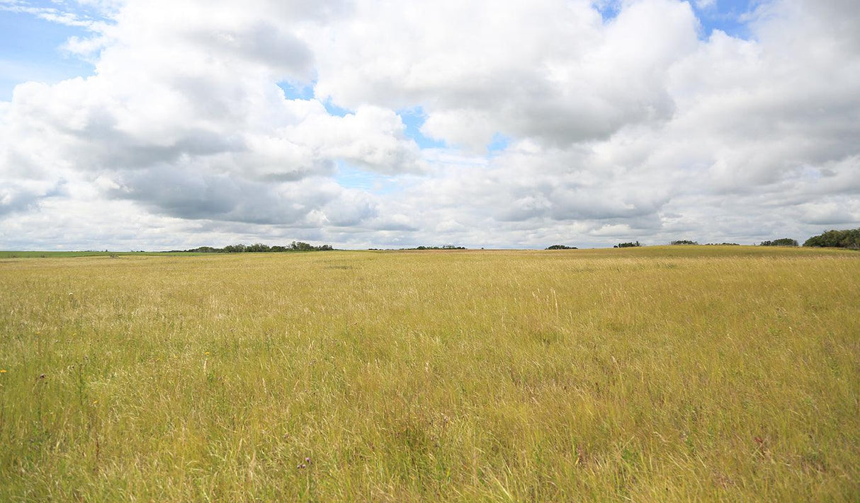 Native Grass Seed | Dryland | Reclammation | Stump Seed