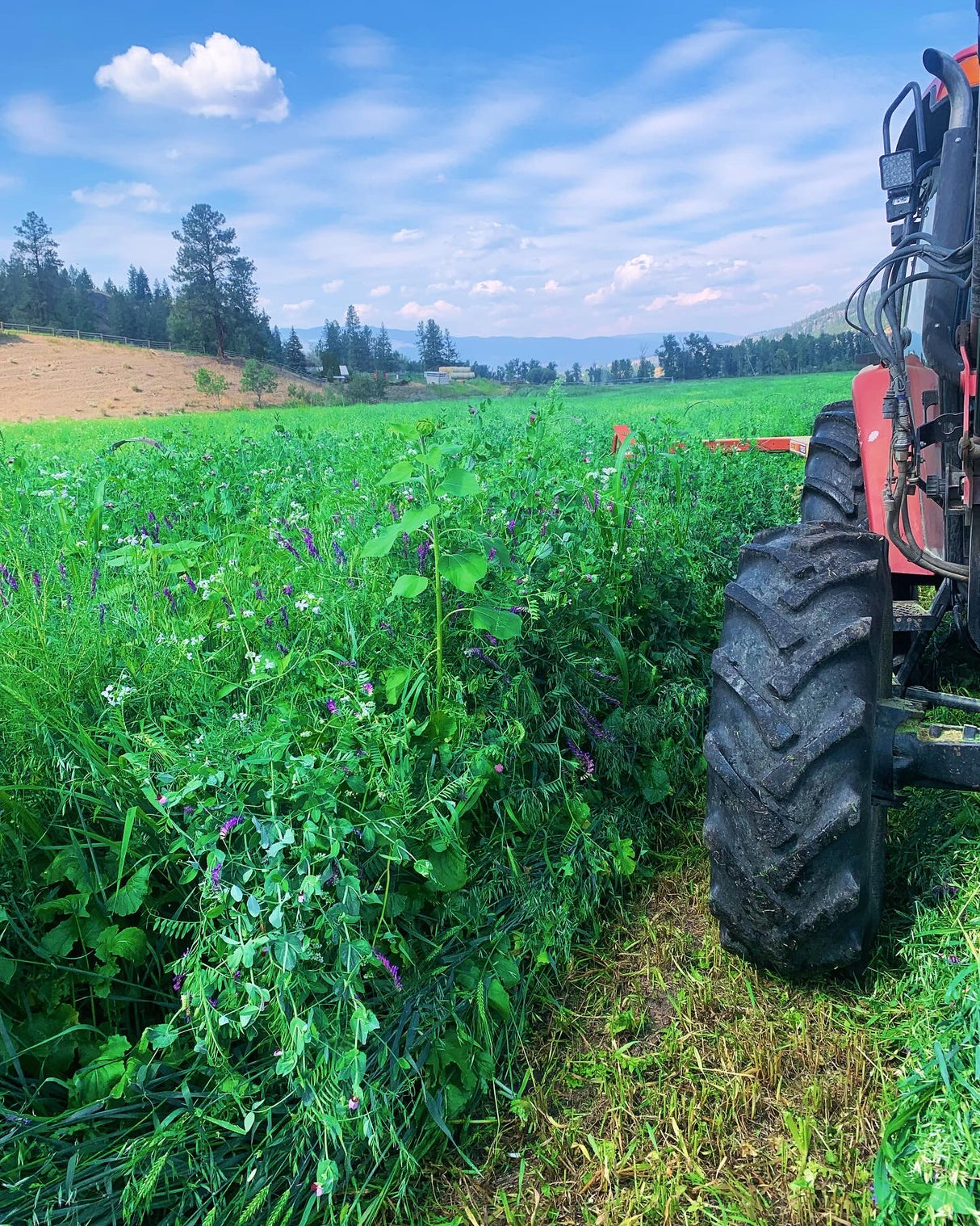 Full Season Covers & Co. Cover Crop Seed Mix 50lbs | Regenerative Agriculture