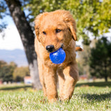 KONG Squeezz Ball Squeaky Dog Toy | Large