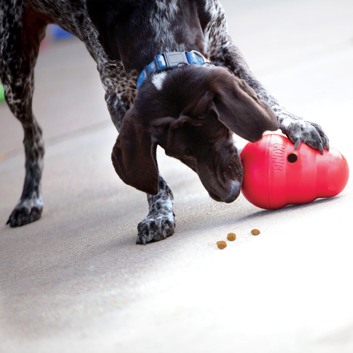 Kong Wobbler Dispenser