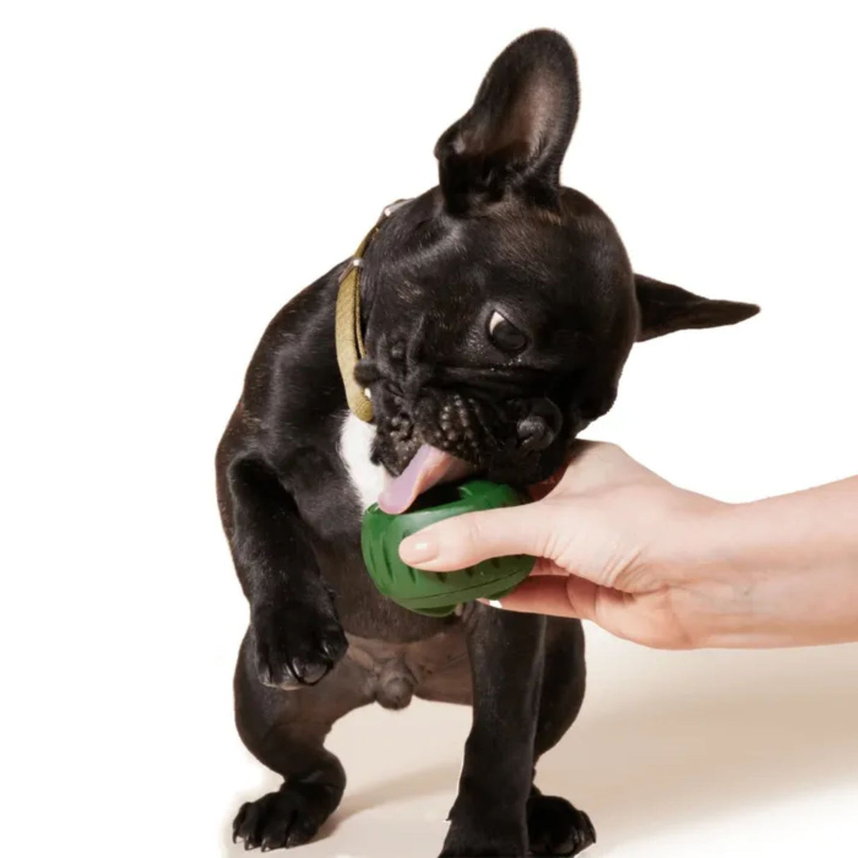 Woof Pet Pupsicle Treat Tray for Dogs | Large