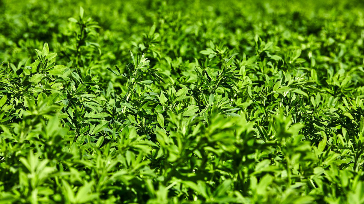 Cascade Alfalfa Seed | Winter Hardy Multi-Cut | Disease Resistant | 22.7 KG Bag