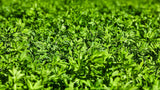 Cascade Alfalfa Seed | Winter Hardy Multi-Cut | Disease Resistant | 22.7 KG Bag