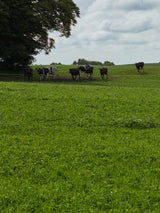 AC Killarney Orchardgrass Seed | Winter Hardy Multi-Cut  | 22.7 kg (50 lb)