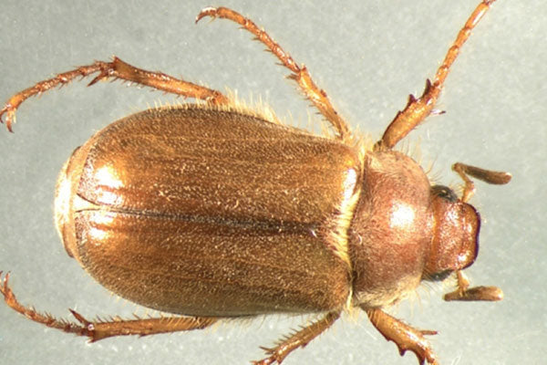 Chafer Resistant Lawn Seed Mix with Micro Clover | 2KG